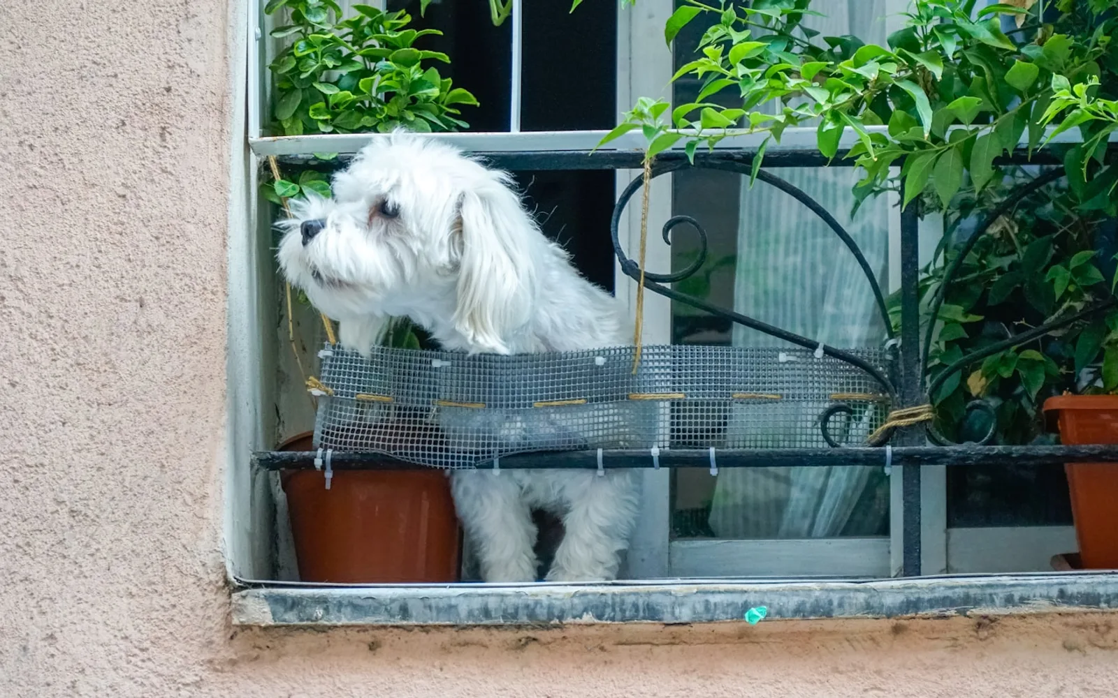 Piccolo cane affacciato alla finestra di un appartamento in un palazzo residenziale