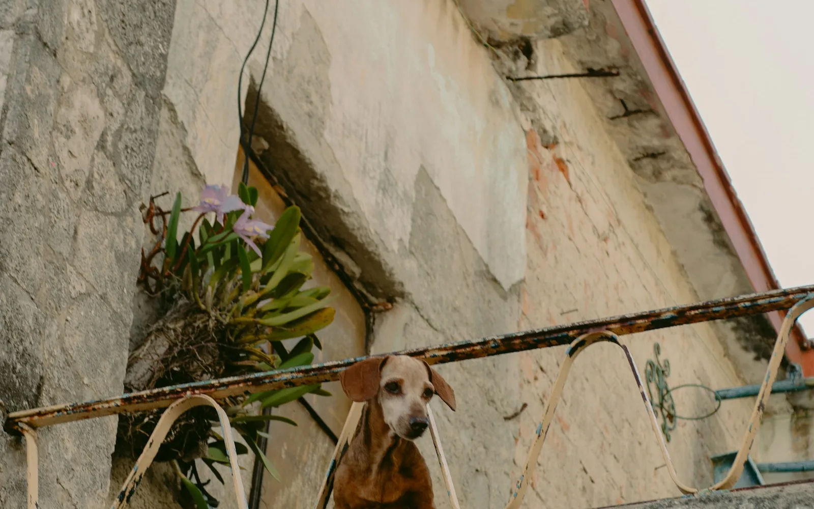 Cane affacciato alla ringhiera del balcone di un appartamento.